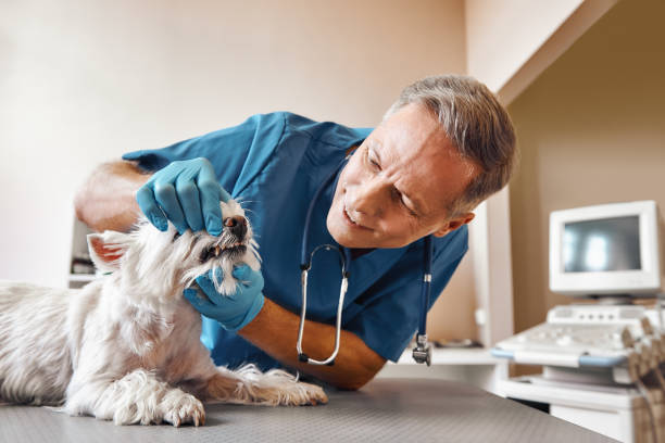 Best Dental Abscess Treatment in Green Level, NC